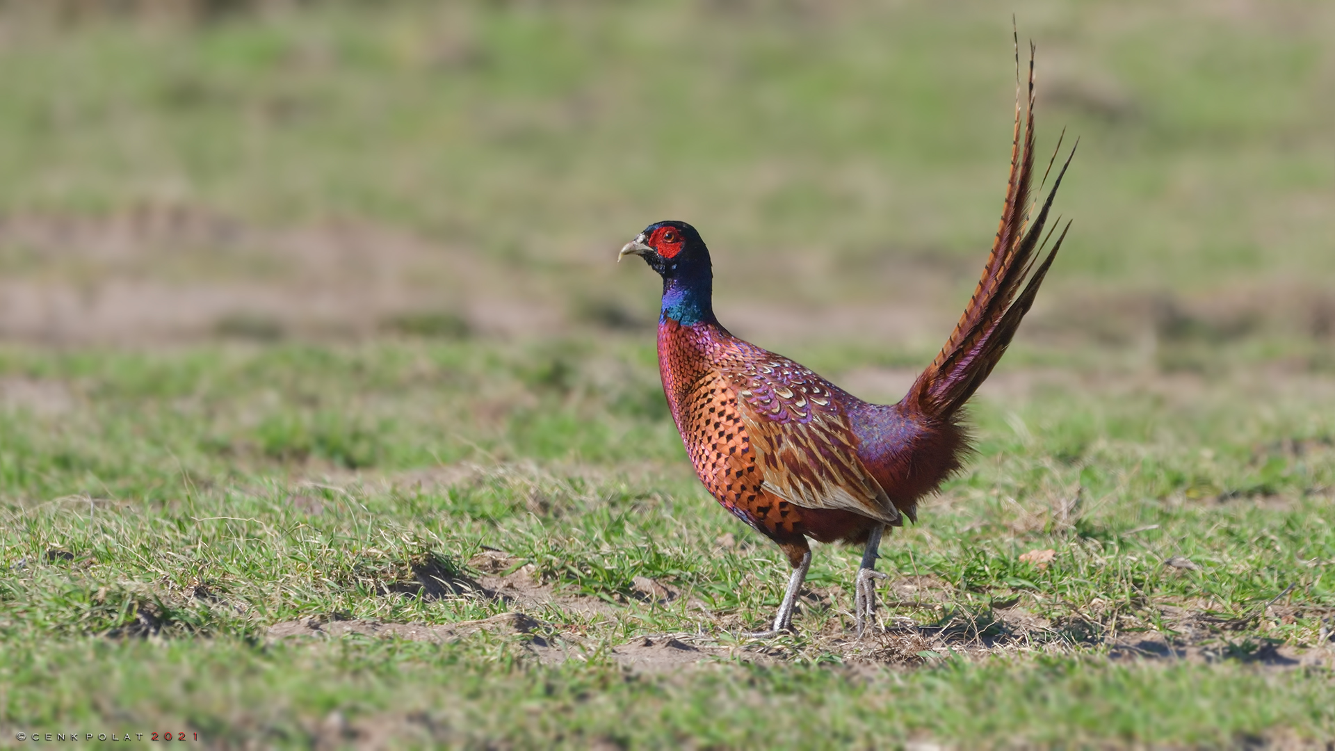 Ring-necked Pheasant